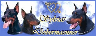 Sylvias Dobermänner